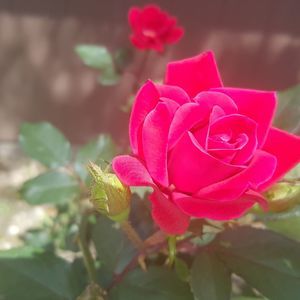 Meet your Posher, Barbara